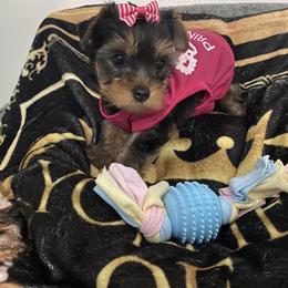 Yorkshire Terrier Puppies from Joy Riley's Yorkies