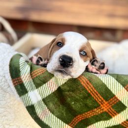 Collin - Lemon and white male Basset Hound puppy in Bellaire, Ohio from Blessed Bassets