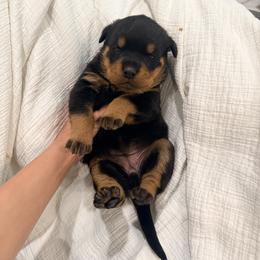 Xena - Black and mahogany female Rottweiler puppy in Parker, Colorado from Denver Rottweilers