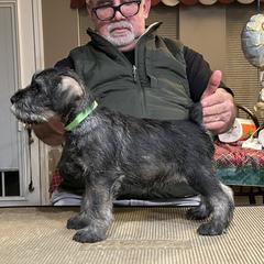 Boy 2 - Standard Schnauzer puppy from Nordic Sky- Standard Schnauzers