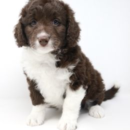 Bernedoodle, Bordoodle, and Poodle Puppies from Pacific Northwest Doodles