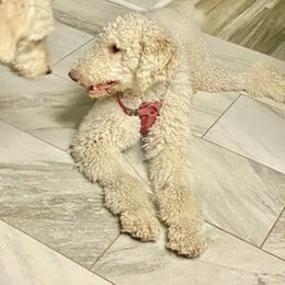 Goldendoodles from Doc’s Doodles