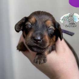 Purple Collar - Red female Dachshund puppy in Cheyenne, Wyoming from Golden Badger Kennels