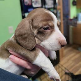 Tolberone - Chocolate and cream female Dachshund puppy in Great Falls, Montana from Green Dragon Kennel