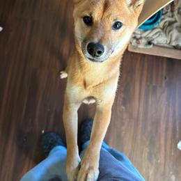 Oni - Shiba Inu