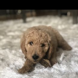 Goldendoodle Puppies from Heart of Goldendoodles