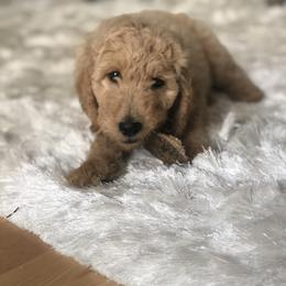 Goldendoodle Puppies from Heart of Goldendoodles