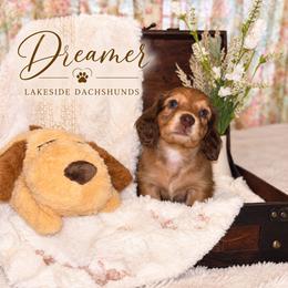 Dreamer - Red male Dachshund puppy in Statesville, North Carolina from Lakeside Dachshunds