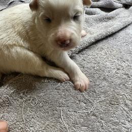 F2 - White and gold female Border Collie puppy in Meridian, Mississippi from Border Hollow Border Collies