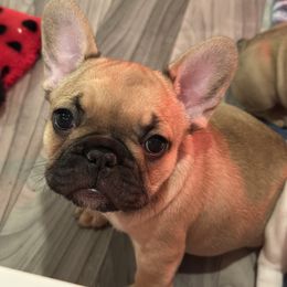 French Bulldog Puppies from Pawcific Coast Bullies