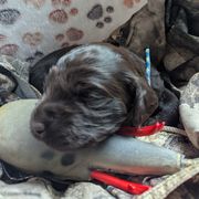 Boy 2 - Liver male Boykin Spaniel puppy in Charlotte, Michigan from Brambleberry Boykins
