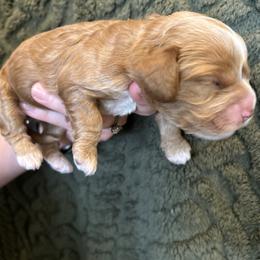 Green Girl - Red female Cockapoo puppy in Covington, Louisiana from MyKy Puppies