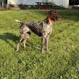 Georgia - German Shorthaired Pointer