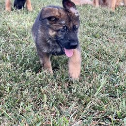 Hemlock - Sable male German Shepherd puppy in Lewisburg, Kentucky from RED’s German Shepherds