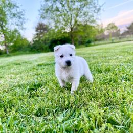 Jester - White male Berger Blanc Suisse puppy in West Alexandri, Ohio from Twisted Acres