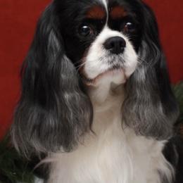 Cavalier King Charles Spaniel Puppies from Whisper Wood Acres