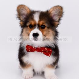 Alder - Black and tan male American Corgi puppy in Santaquin, Utah from Blacktail Mountain Corgis