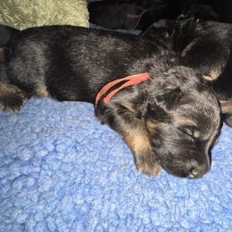 Mr. Red - Black and red male German Shepherd puppy in Purcellville, Virginia from Starry Night German Shepherd Dogs