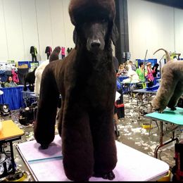 Journey - Poodle
