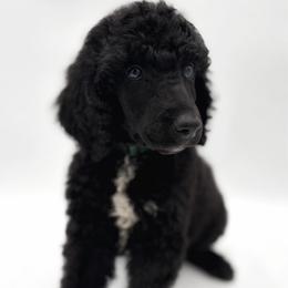 Truffle - Black male Poodle puppy in Otto, North Carolina from Wild Suns Farm