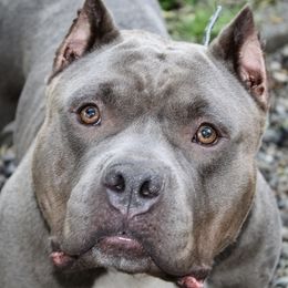 Sapphire - American Bully