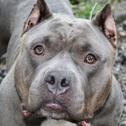 Sapphire - American Bully
