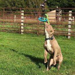 American Bully All Grown Up from Don't Ya Know Mn Bullies