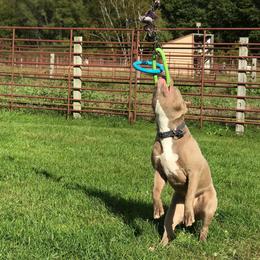 American Bully All Grown Up from Don't Ya Know Mn Bullies
