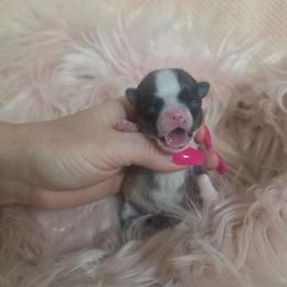 Bitsy - Fawn and white female Chihuahua puppy in Brooksville, Florida from Daystars Chihuahuas