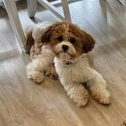 Sandy - Havanese