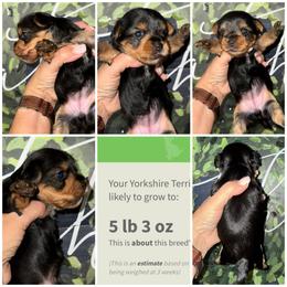 Bella - Black and gold female Morkie puppy in Cleveland, Tennessee from Moody’s Morkies and More