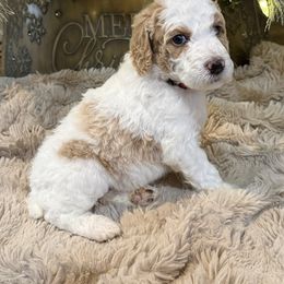 Red - Parti female Poodle puppy in Vidor, Texas from East Bunch Poodles