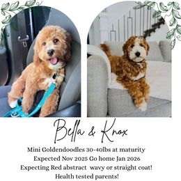 Upcoming litter: - Red  male Goldendoodle puppy in Fort Myers, Florida from Gandy’s Tails of Joy