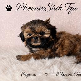 Eugenia (Was Star) - Gold female Shih Tzu puppy in Hayden, Idaho from Phoenix Shih Tzu