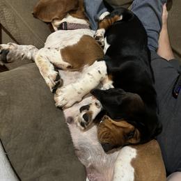 Basset Hound and Collie Puppies from Collegiate Bassets and Rheign Collies