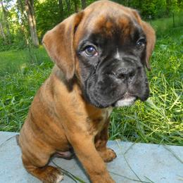 Boxer Puppies from Boxers vom Norden