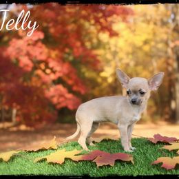 Jelly - Blue fawn female Chihuahua puppy in Demorest, Georgia from Sourpatch Chihuahuas