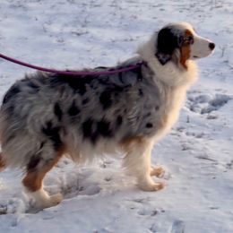 Shiloh "Shy" - Australian Shepherd