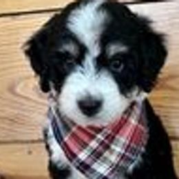 Boy 3 - Aussiedoodle puppy from Darling Doodles of Texas
