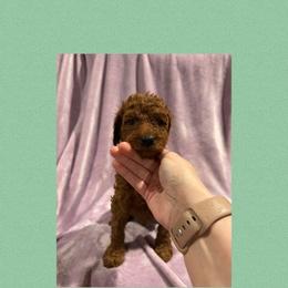 Scarlett - Red female Irish Doodle puppy in Harrisburg, Arkansas from Ransone’s Ridge Runners Poodles and Doodles