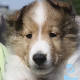 Shetland Sheepdogs from Messina Shelties