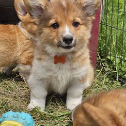 Heineken (fluffy) - Sable male Pembroke Welsh Corgi puppy in Rensselaer, Indiana from STR Corgis