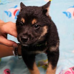 Prince - Black and tan male Shiba Inu puppy in Ewing Township, New Jersey from NJ Shiba Baby