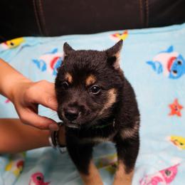 Prince - Black and tan male Shiba Inu puppy in Ewing Township, New Jersey from NJ Shiba Baby