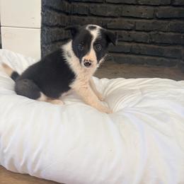 Spider - Black and white male Border Collie puppy in Taylor, Arizona from Vowell Farm Border Collies