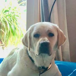 Ellie - Labrador Retriever
