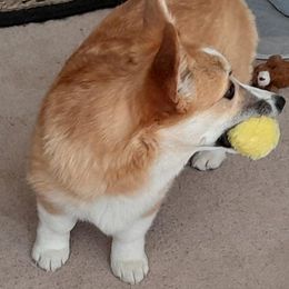 Pembroke Welsh Corgis from Renee Still Day