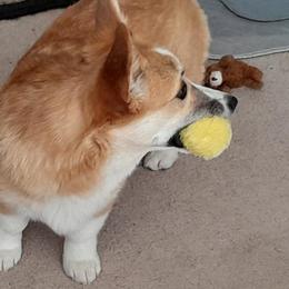 Pembroke Welsh Corgis from Renee Still Day