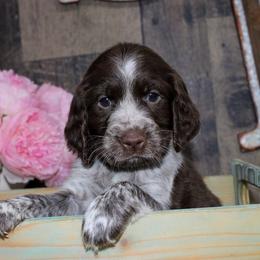 Jade - Liver white and roan female English Springer Spaniel puppy in Winchester, Kentucky from Hidden Springs Farm