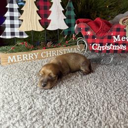 Rocky - Cream male Dachshund puppy in Perris, California from Doxie_pupps